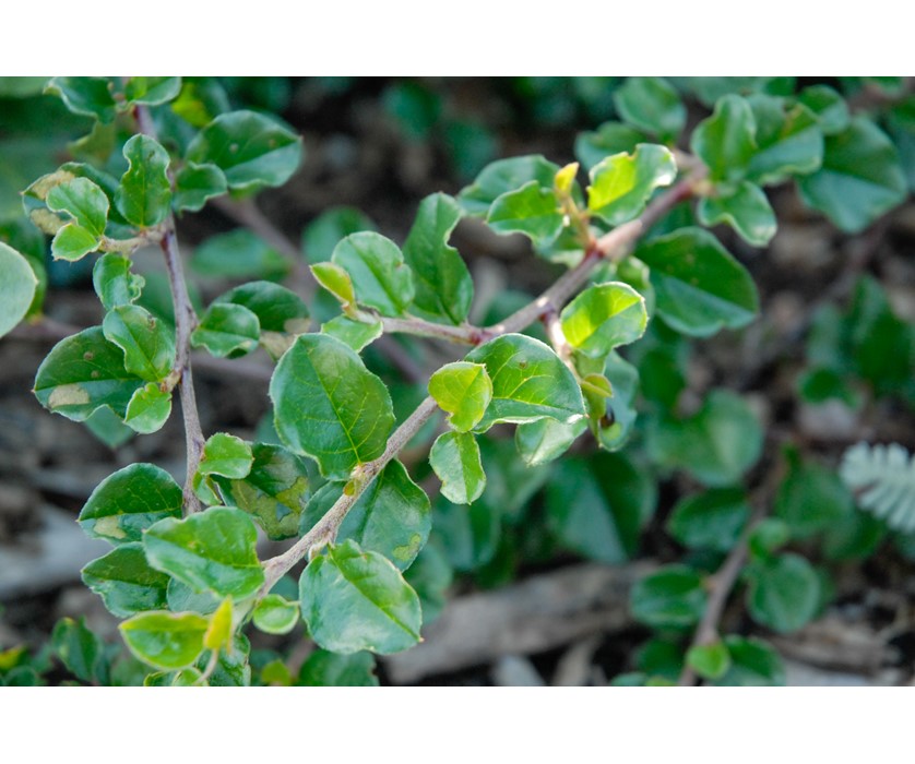 Cranberry Cotoneaster